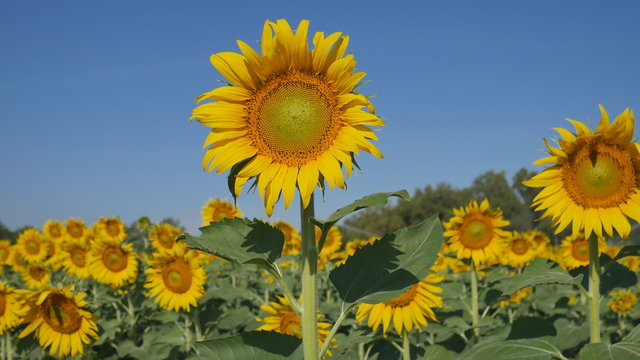 Beautiful nature of Sunflower with sky in summer season
