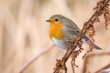 Rotkehlchen im Winter
