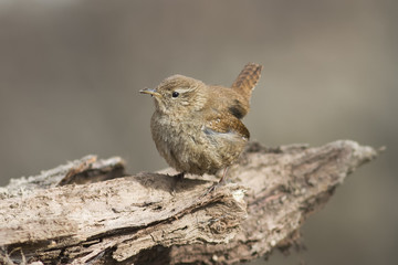 little bird the Wren