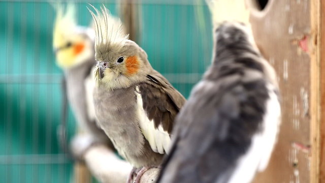 Three parrot cockatiel in a cage
