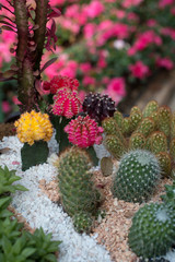 Various cactus plants