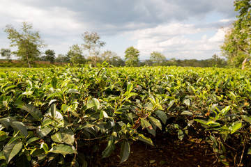 Teeplantage in Phan Thiet in Vietnam