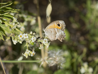 Mariposa