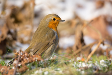 Rotkehlchen im Winter