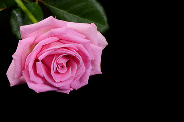 Pink rose  as a background