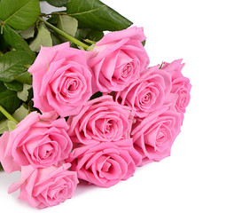 Pink rose on a white background