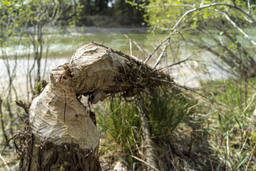 Von Bibern gefällter Baum an der Isar