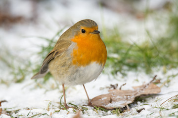 Rotkehlchen im Winter