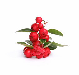 Baies de gaulthérie