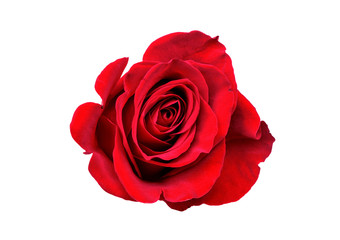 Red Rose