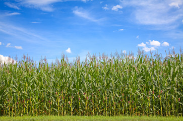 Obraz premium Corn field