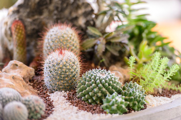 Naklejka na ściany i meble Various cactus plants