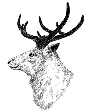 drawing of wild deer
