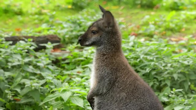 Forest wallaby, Dendrolagus bennettianus, in profile on green grass background. Cute and cuddly australian marsupial animal, Bennett's tree kangaroo. Amazing beauty of wildlife in full HD footage.
