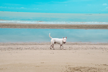 White English Bull Terrier Dog playing on the beach