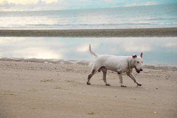 White English Bull Terrier Dog playing on the beach