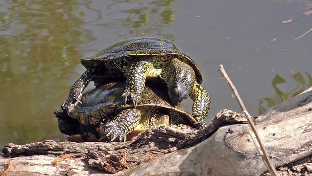 Freshwater turtles mating on the shore of the river