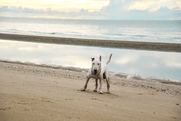 White English Bull Terrier Dog playing on the beach