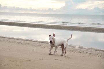 White English Bull Terrier Dog playing on the beach