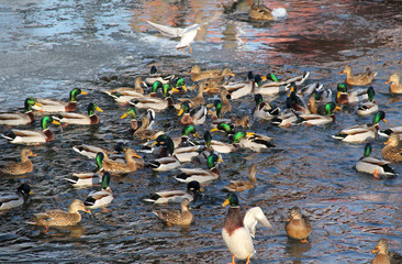 flock of many mallard ducks in the water and a seagull flying above them