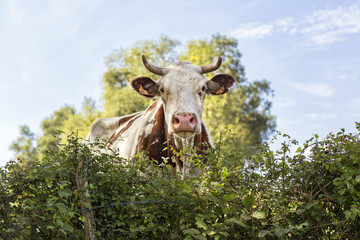 Vache du Pays Basque