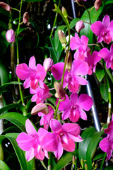 pink orchid
