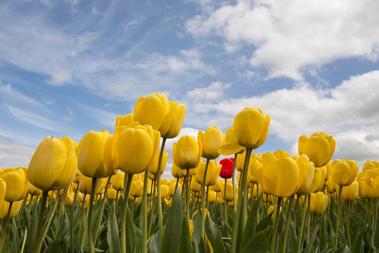 Yellow tulips and one red tulip