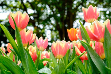 Many color of tulip in garden