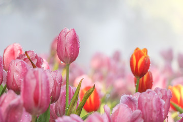 Pink and red tulip flowers in morning mist (soft focus)