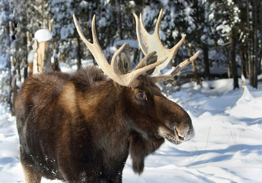 orignal en hiver