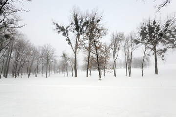 trees in winter  