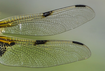 Libellenflügel © gelilewa