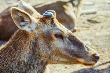 Portrait of Deer