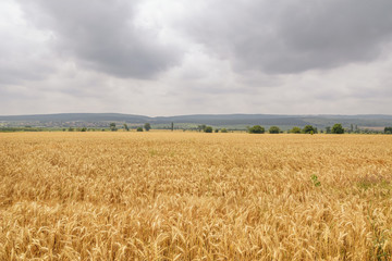 Field of Rye