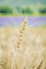 Fototapeta premium Spikelet of Rye