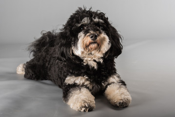 havanese mischling