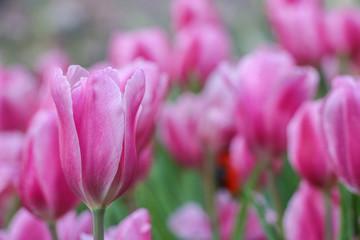 Pink tulip field in morning mist (soft focus)