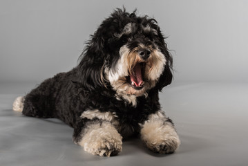 havanese bichon frise