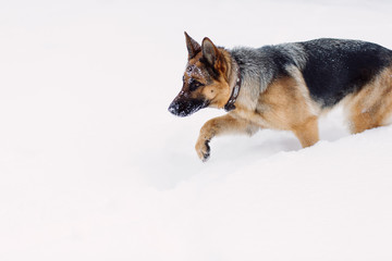 Adult German Shepherd hunting on snow