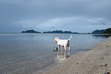 White English Bull Terrier Dog playing on the beach