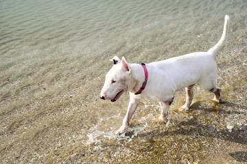 White English Bull Terrier Dog playing on the beach