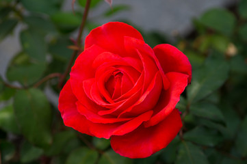 Bright red rose in the garden