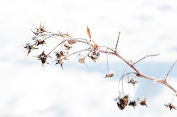 Obraz premium snow on raspberry