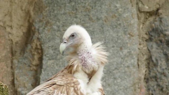 Head, neck and shoulders of a griffon vulture, Gyps fulvus, preening his feathers on rocky background. Excellent and majestic large bird in the full HD footage. Expressive beauty of the wildlife.
