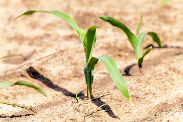 young corn plants close up 