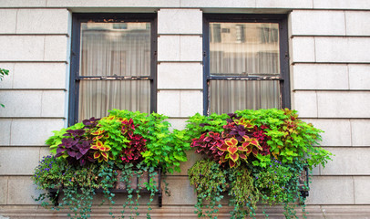 Fototapeta na wymiar Fiori e balconi nell'Upper East side, New York