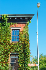 Un palazzo coperto di edera al Greenwich Village, lampione, New York