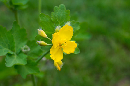 Cheledonium majus close up
