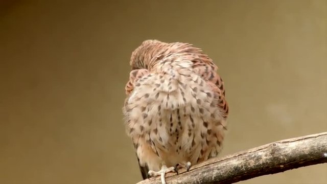 Close up of a perching rock or common kestrel, Falco tinnunculus, preening his plumage. Amazing beautiful bird, isolated on blur yellow background in the excellent full HD footage.
