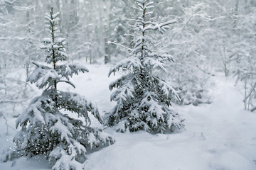  Winter landscape. Snow covered trees